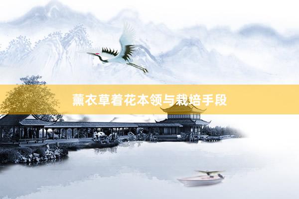 薰衣草着花本领与栽培手段